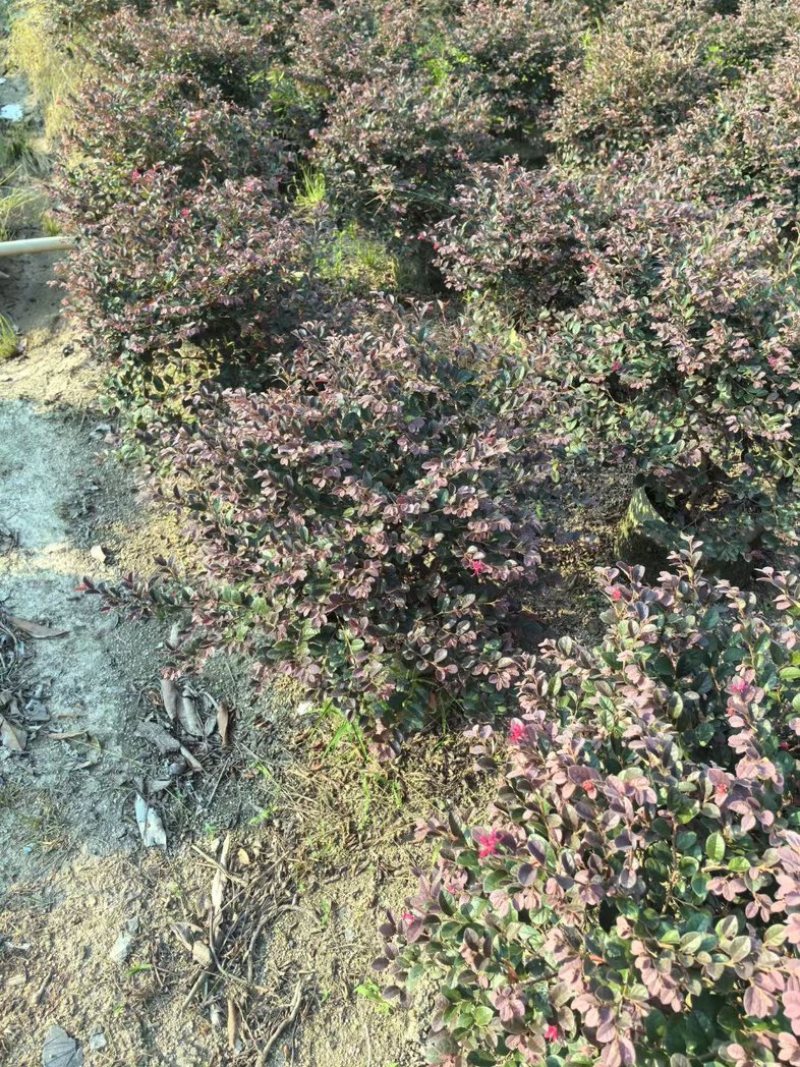 红花继木球50～1.5米产地直发规格齐全质量保证