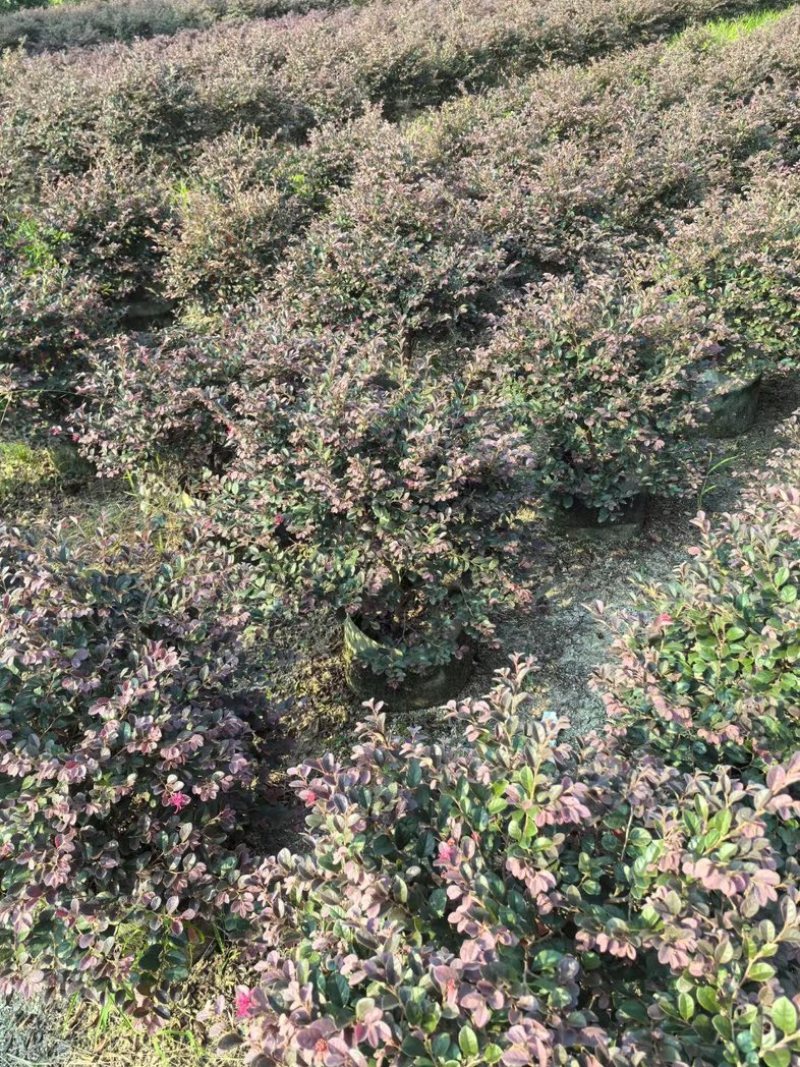 红花继木球50～1.5米产地直发规格齐全质量保证