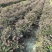 红花继木球50～1.5米产地直发规格齐全质量保证