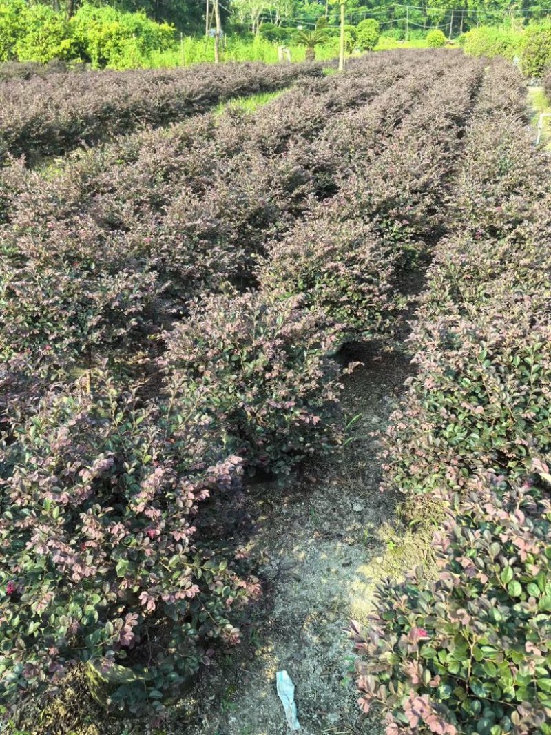 红花继木球50～1.5米产地直发规格齐全质量保证