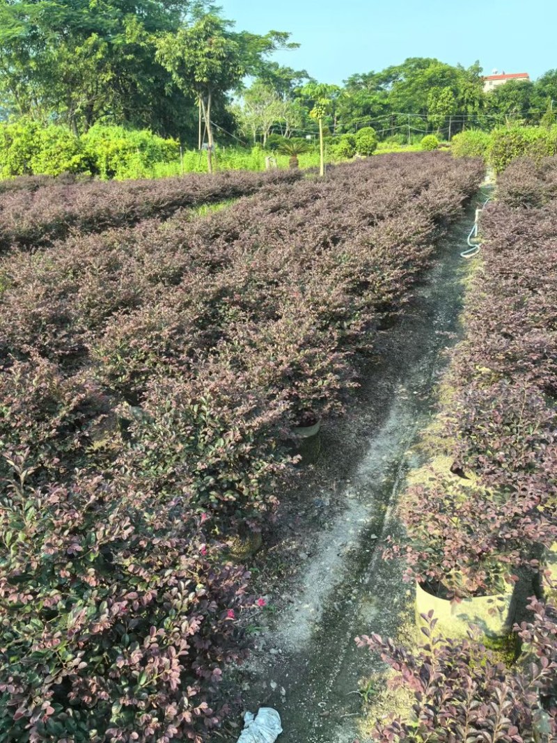 红花继木球50～1.5米产地直发规格齐全质量保证