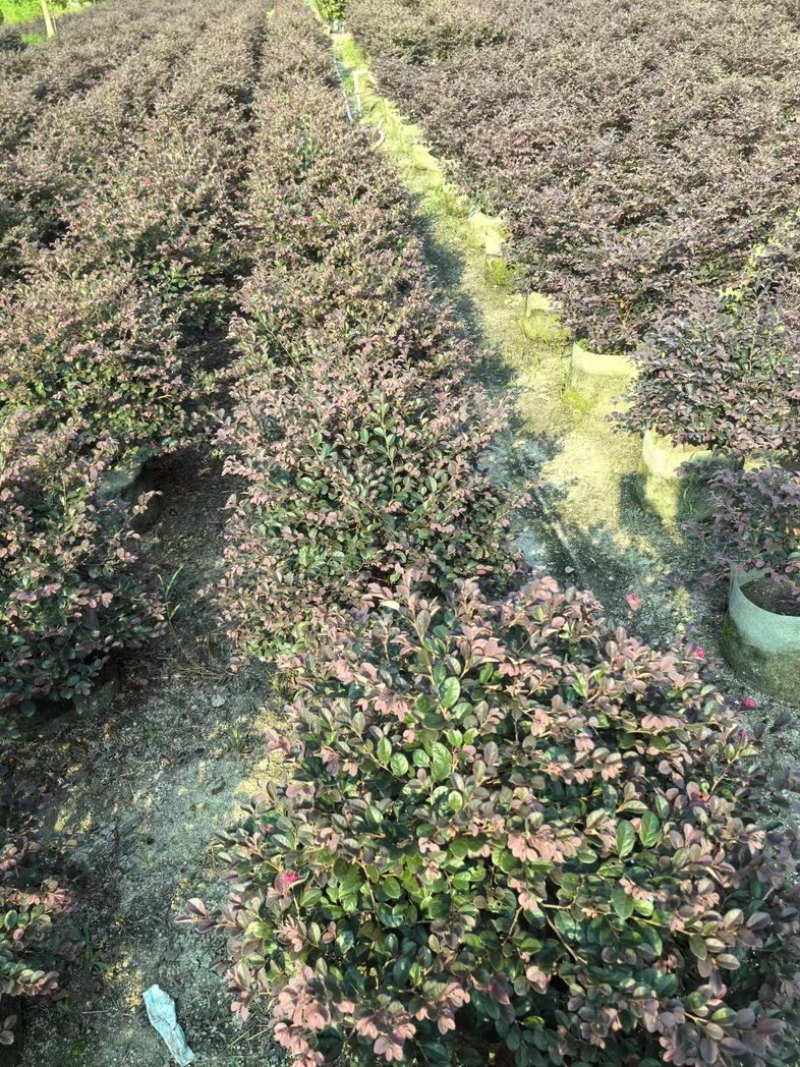 红花继木球50～1.5米产地直发规格齐全质量保证