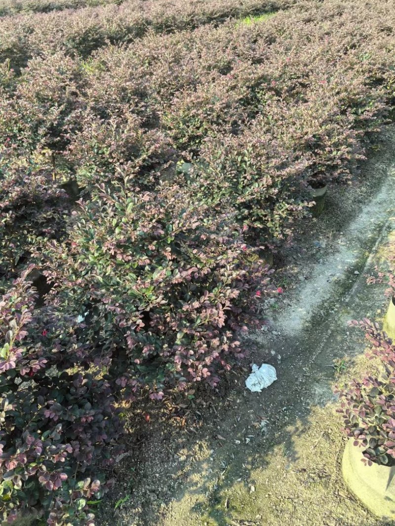 红花继木球50～1.5米产地直发规格齐全质量保证