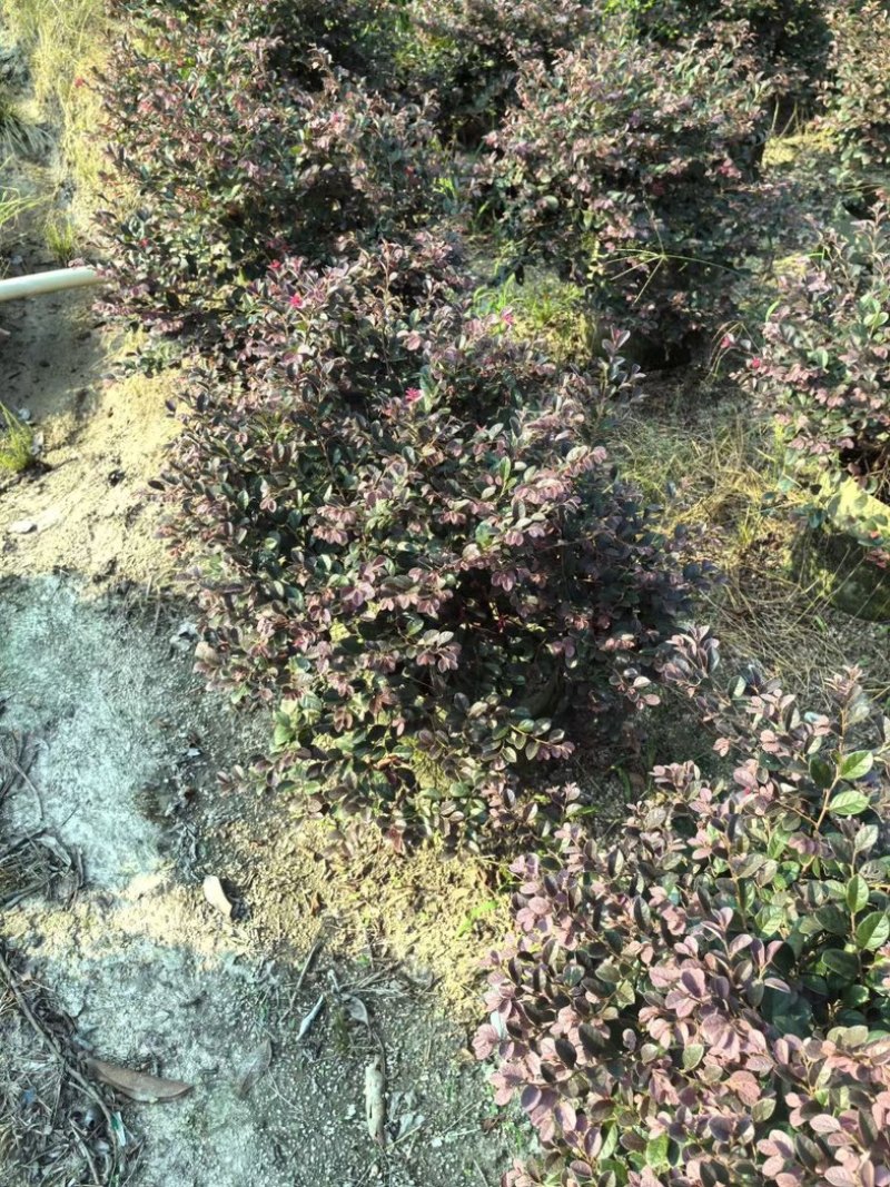 红花继木球50～1.5米产地直发规格齐全质量保证