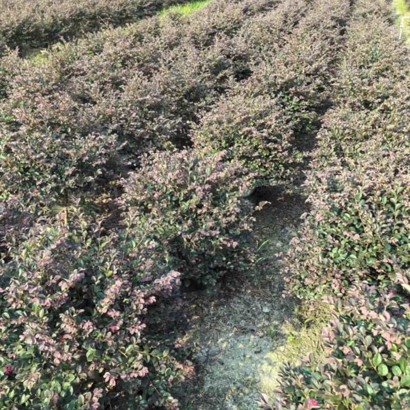红花继木球50～1.5米产地直发规格齐全质量保证