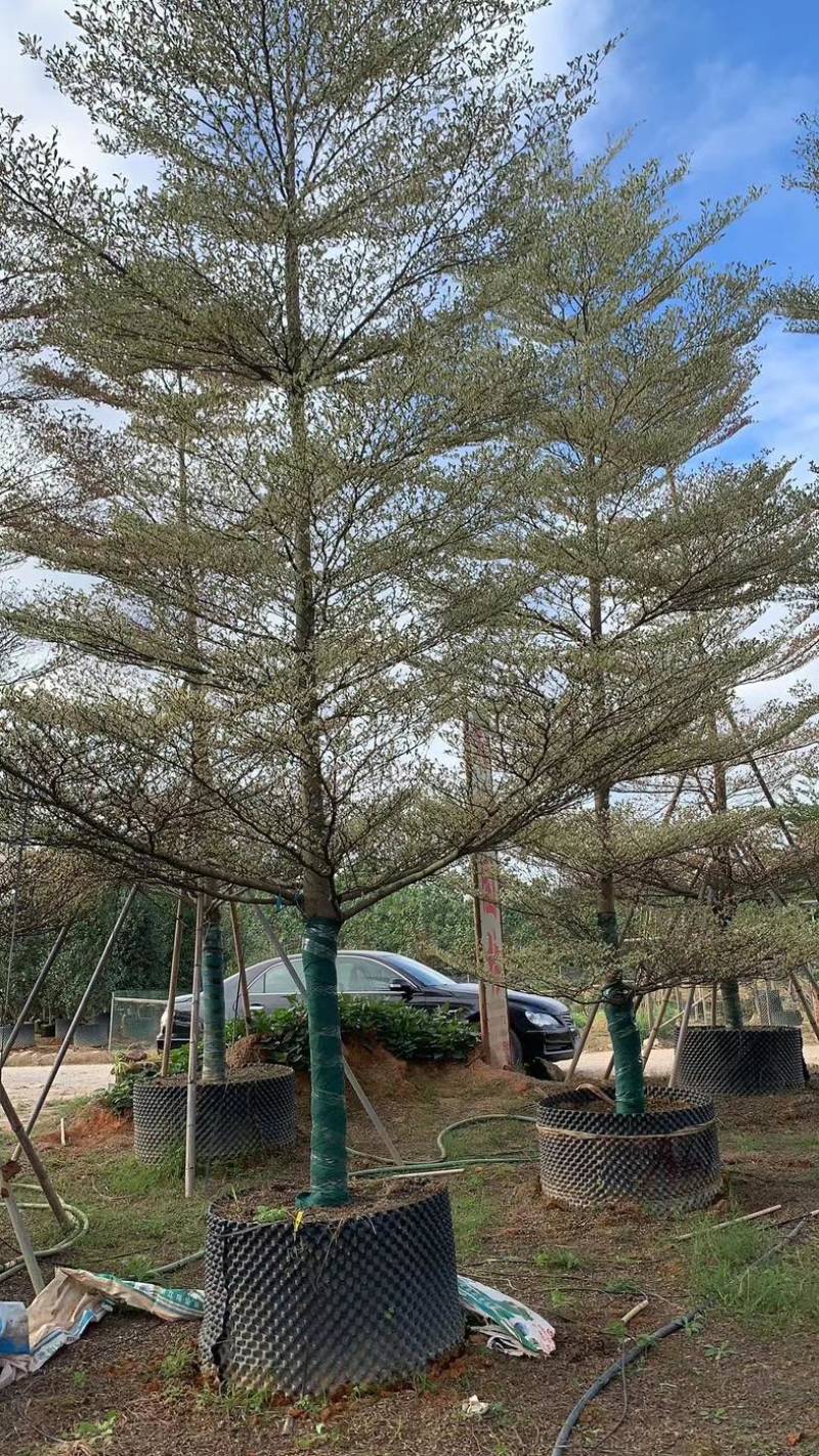 锦叶榄仁树5～15公分产地直发规格齐全质量保证