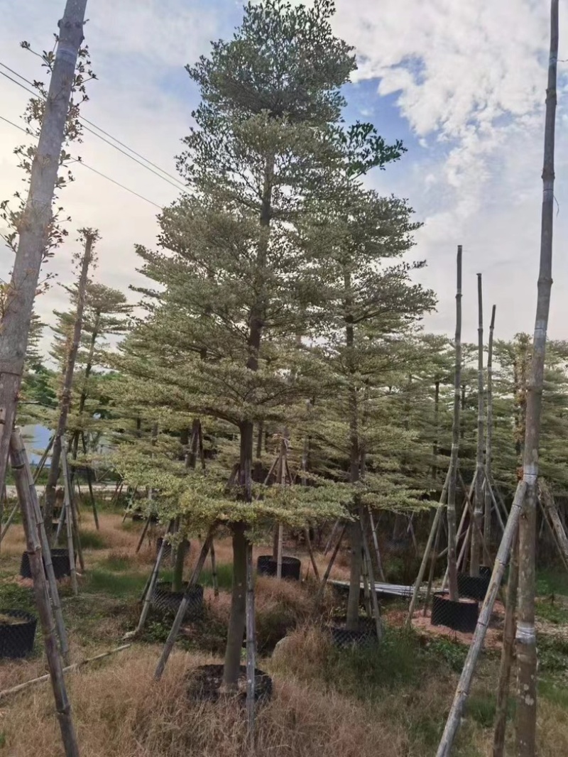 锦叶榄仁树5～15公分产地直发规格齐全质量保证