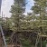 锦叶榄仁树5～15公分产地直发规格齐全质量保证