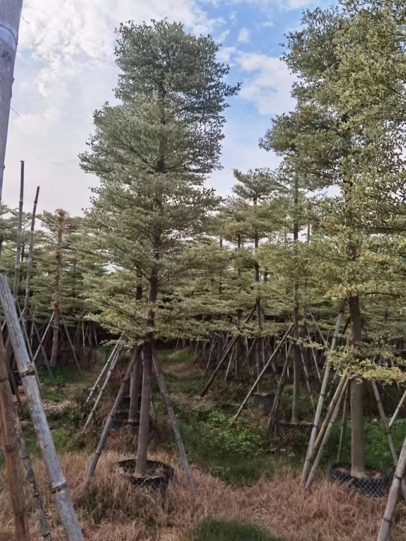 锦叶榄仁树5～15公分产地直发规格齐全质量保证