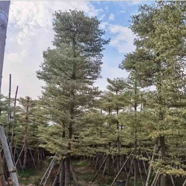 锦叶榄仁树5～15公分产地直发规格齐全质量保证