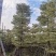 锦叶榄仁树5～15公分产地直发规格齐全质量保证