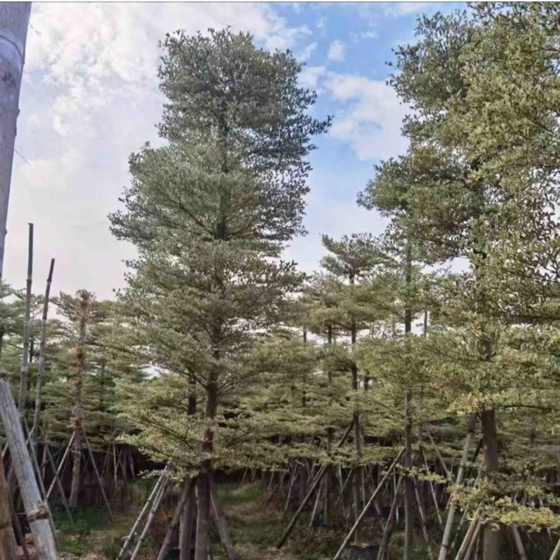 锦叶榄仁树5～15公分产地直发规格齐全质量保证