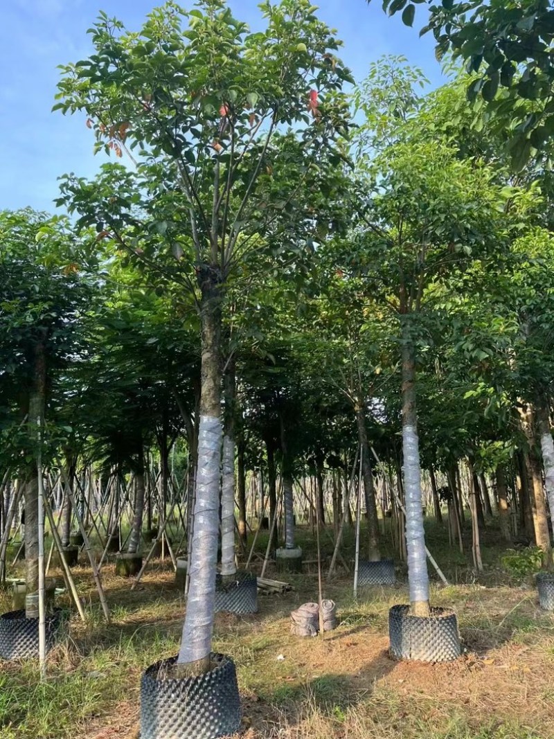 光杆秋枫15～20公分产地直发规格齐全质量保证