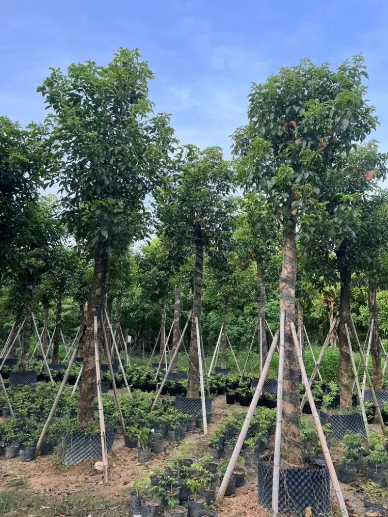 光杆秋枫15～20公分产地直发规格齐全质量保证