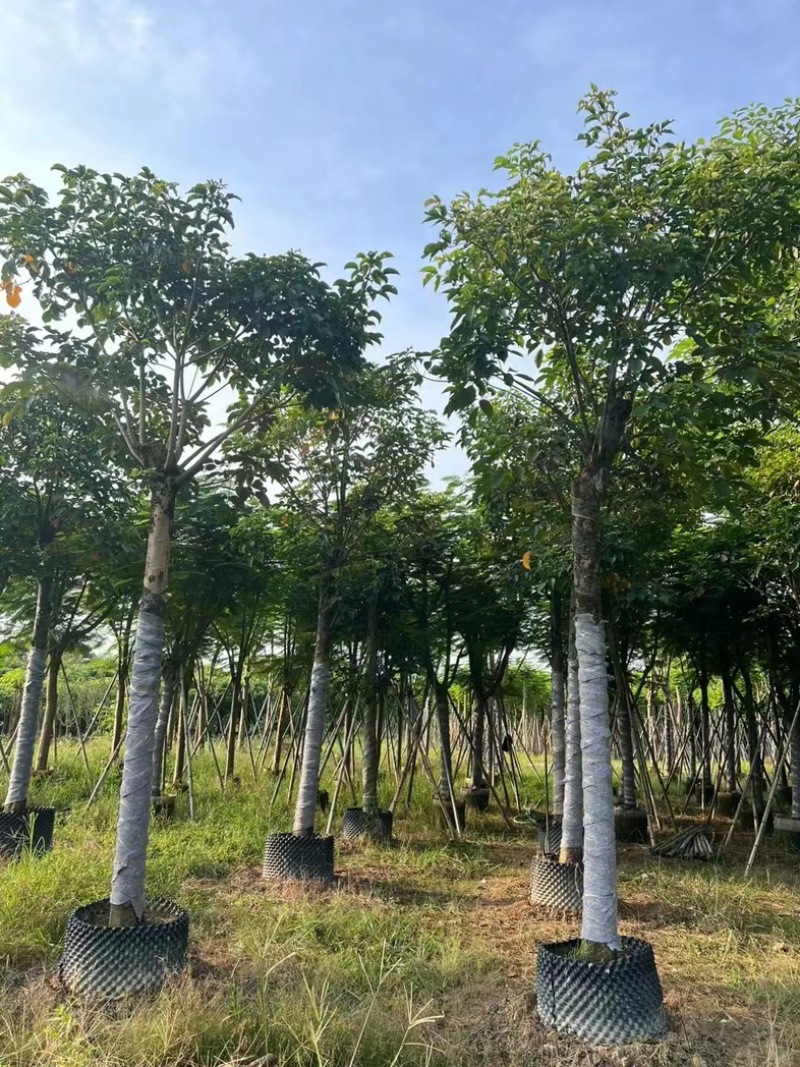 光杆秋枫15～20公分产地直发规格齐全质量保证