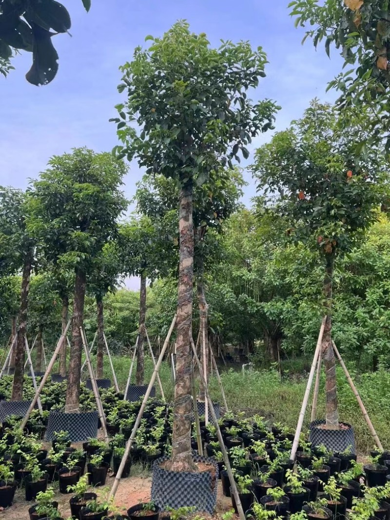 光杆秋枫15～20公分产地直发规格齐全质量保证