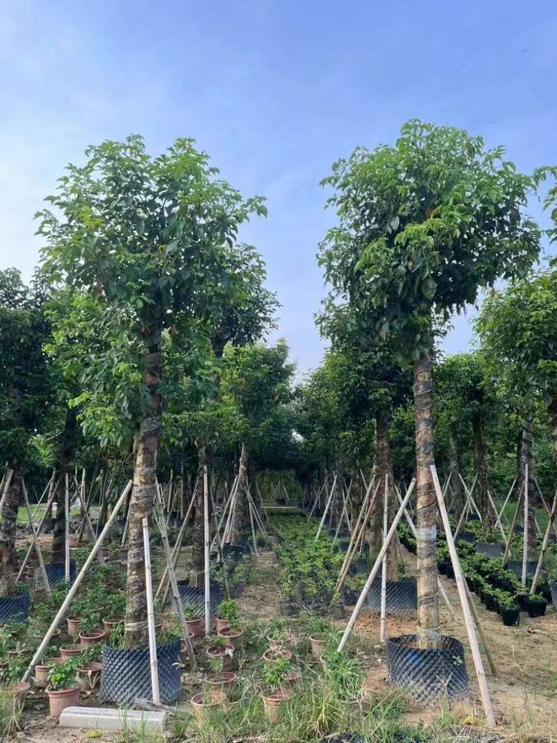 光杆秋枫15～20公分产地直发规格齐全质量保证