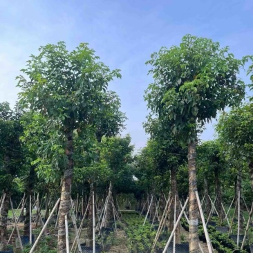 光杆秋枫15～20公分产地直发规格齐全质量保证