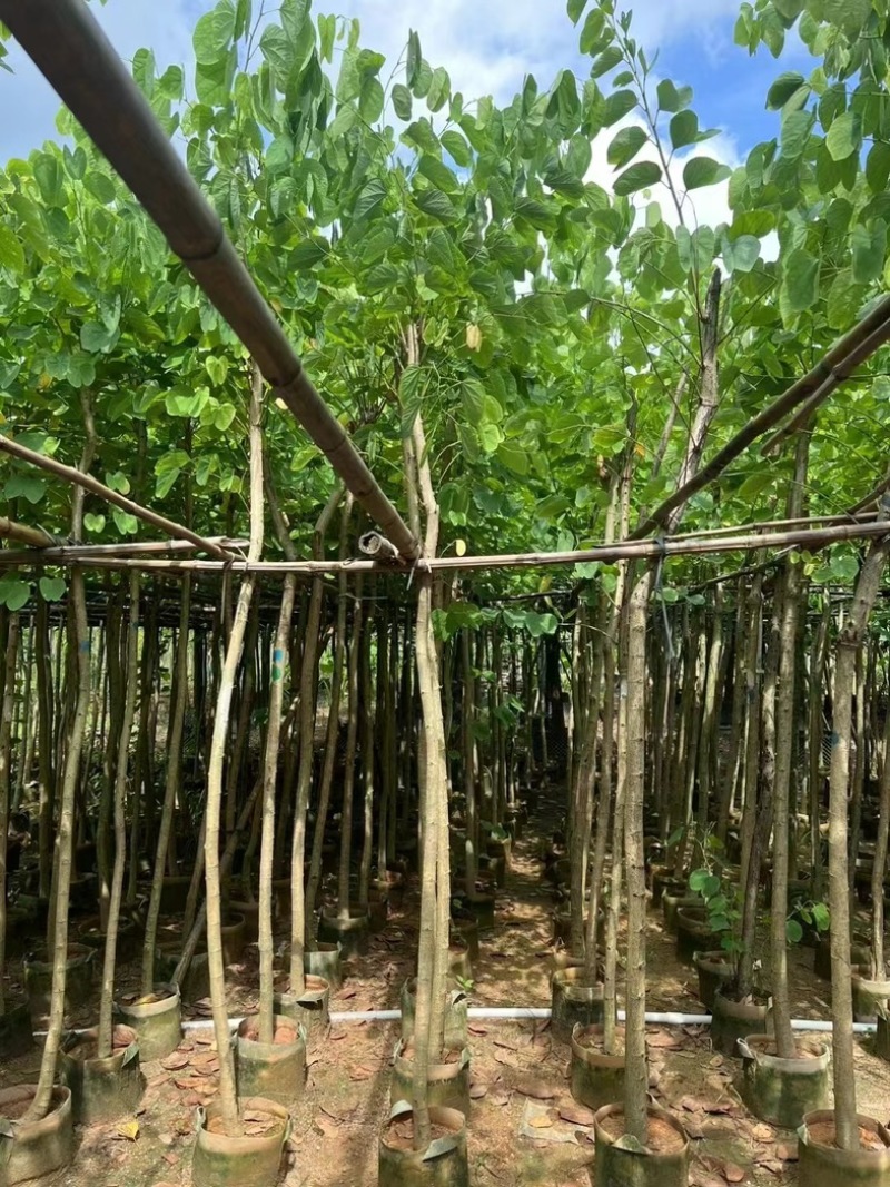 红花紫荆3～20公分产地直发规格齐全质量保证