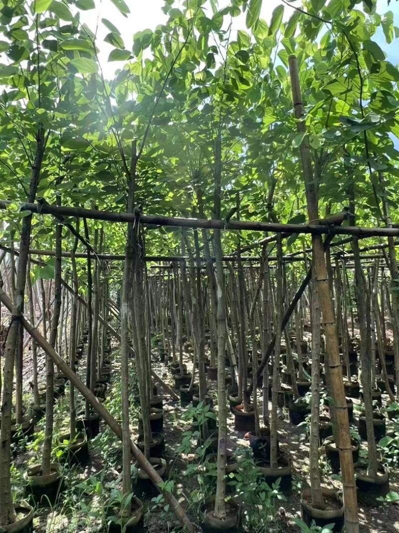 红花紫荆3～20公分产地直发规格齐全质量保证