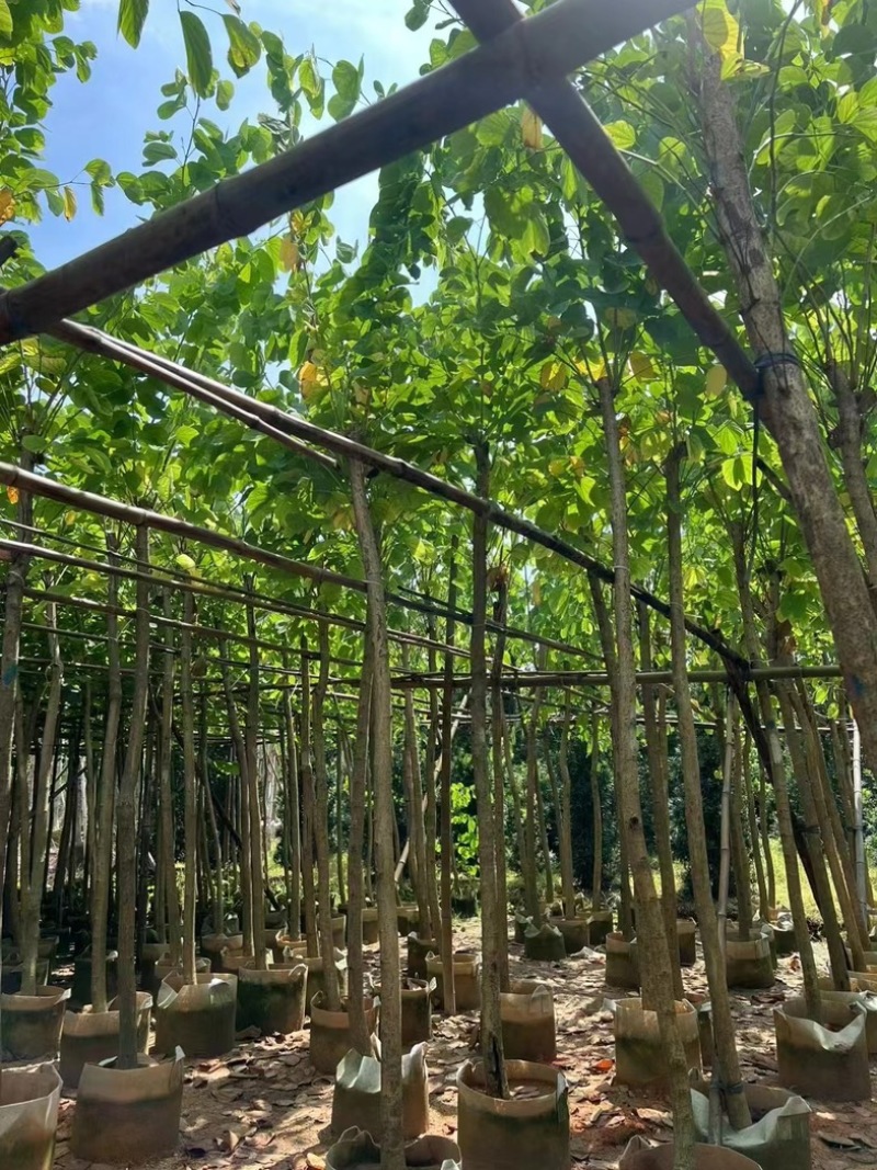 红花紫荆3～20公分产地直发规格齐全质量保证