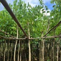 红花紫荆3～20公分产地直发规格齐全质量保证