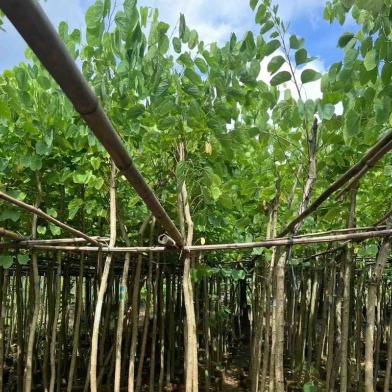 红花紫荆3～20公分产地直发规格齐全质量保证