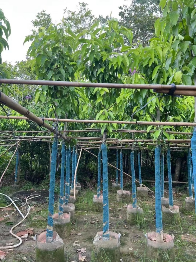 光杆白玉兰5～25公分产地直发规格齐全质量保证