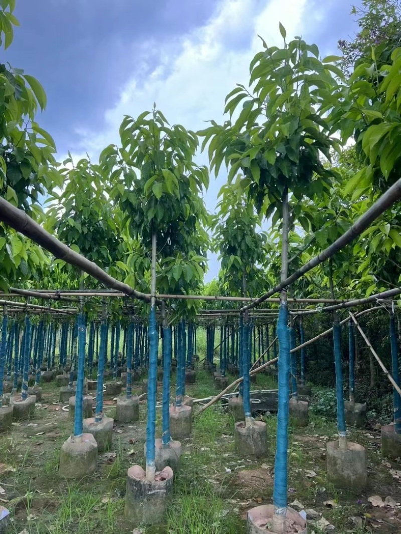 光杆白玉兰5～25公分产地直发规格齐全质量保证