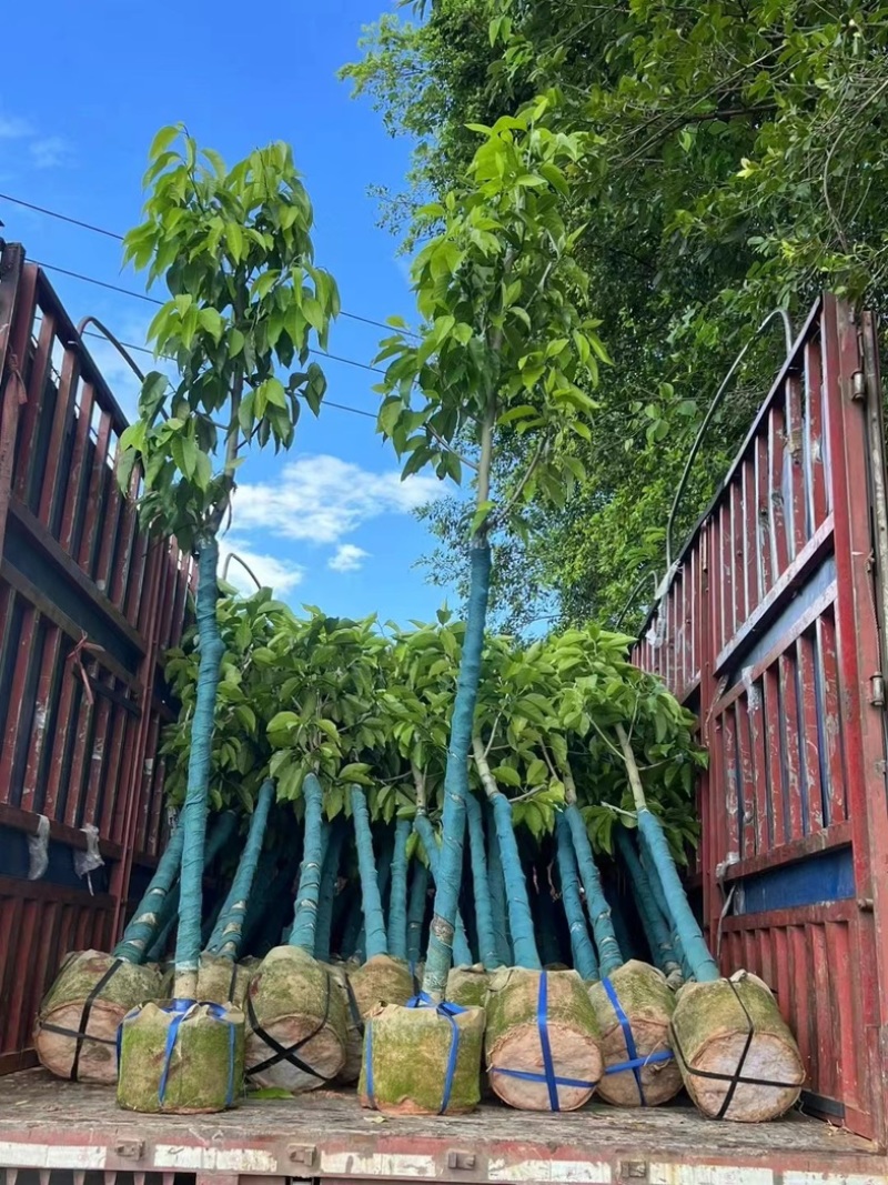光杆白玉兰5～25公分产地直发规格齐全质量保证