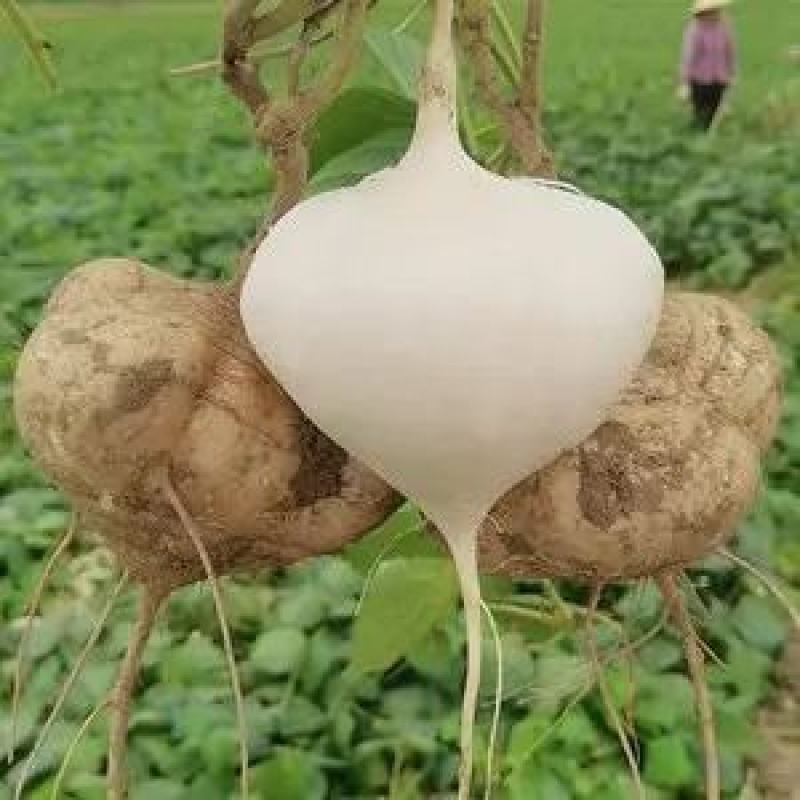 【凉薯】地瓜白凉薯大基地种植自家种植