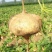 【凉薯】地瓜白凉薯大基地种植自家种植