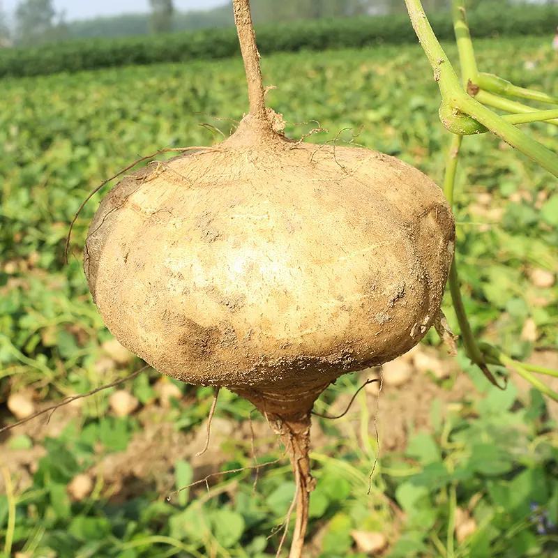 【凉薯】地瓜白凉薯大基地种植自家种植