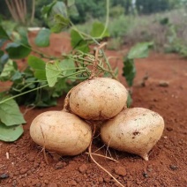 【凉薯】地瓜白凉薯大基地种植自家种植