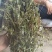 丰花草又名：假蛇舌草、波利亚草