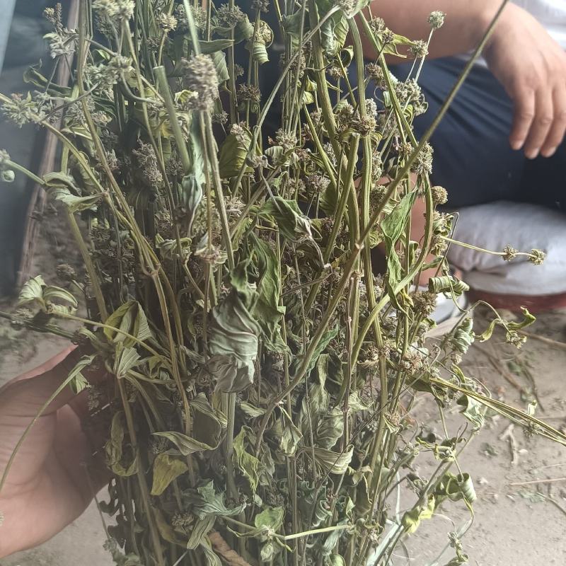 丰花草又名：假蛇舌草、波利亚草