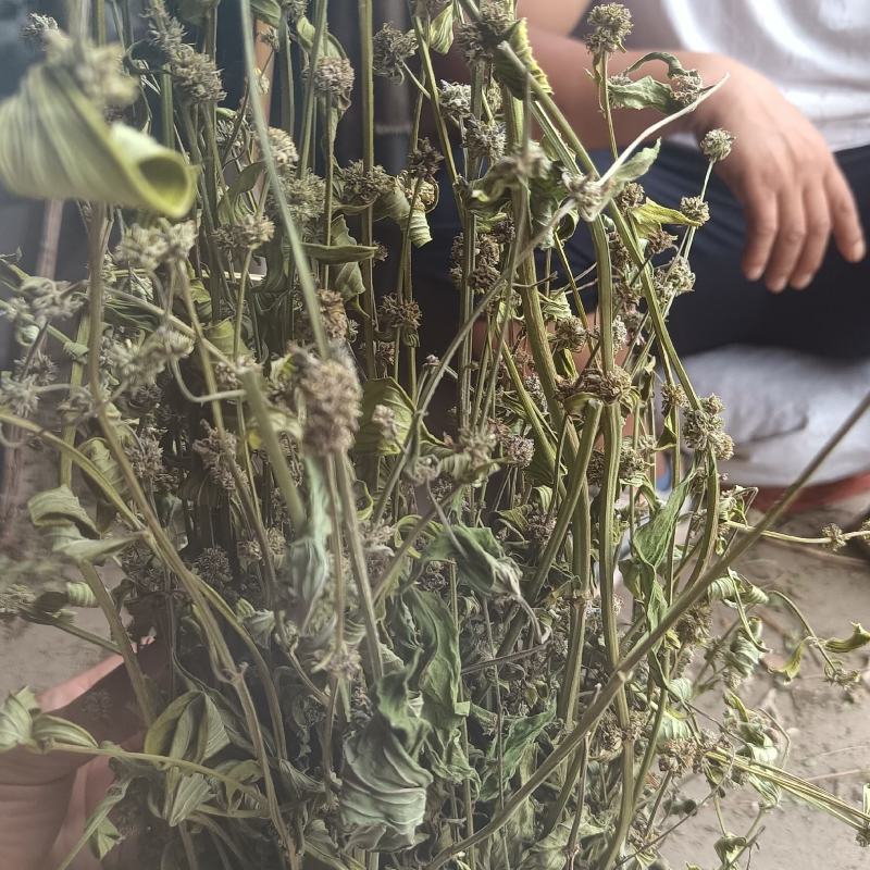 丰花草又名：假蛇舌草、波利亚草