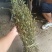 丰花草又名：假蛇舌草、波利亚草