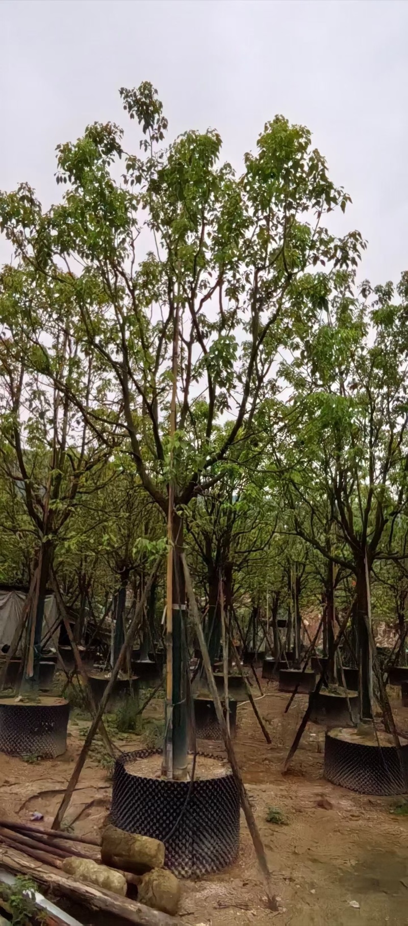 香樟