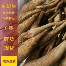 野生百部薯鲜货需要联系只发区内诚信经营欢迎咨询