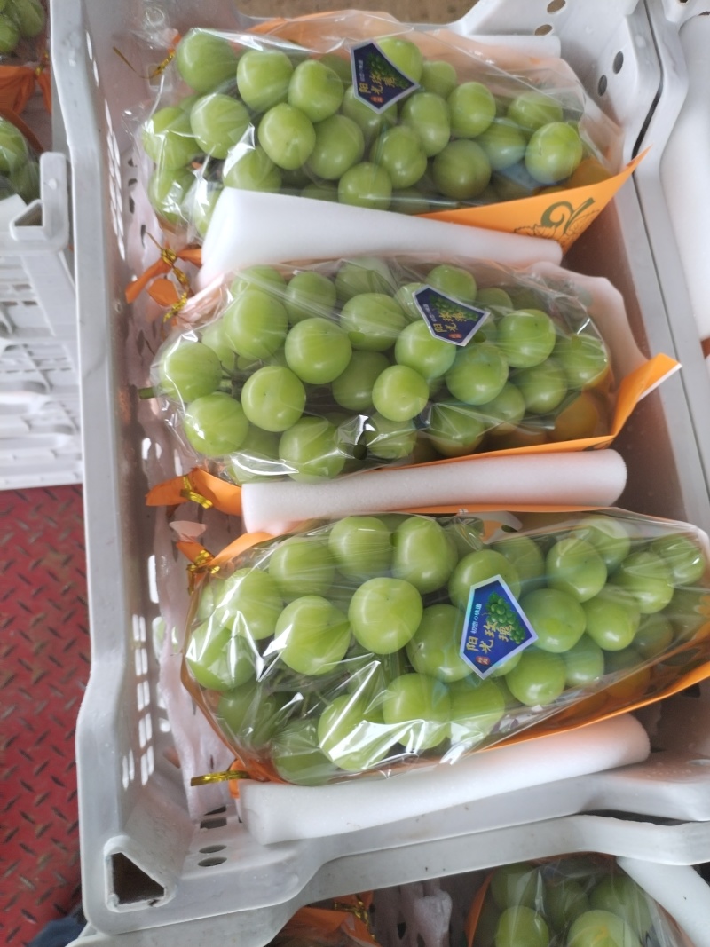 阳光玫瑰葡萄大面积上市