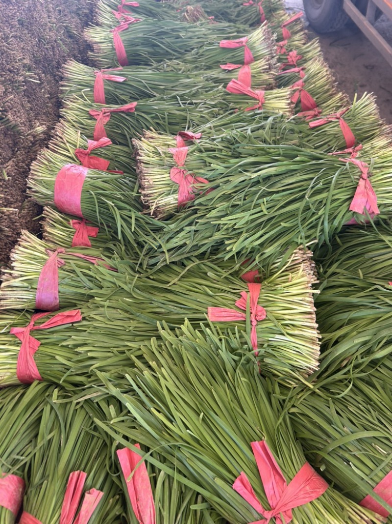 精品韭菜大量有货中，基地直发，电商供货。