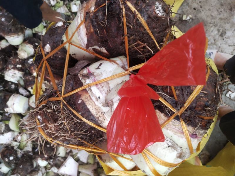 荔浦芋头大量上市欢迎新老客户采购质量保证一条龙服务