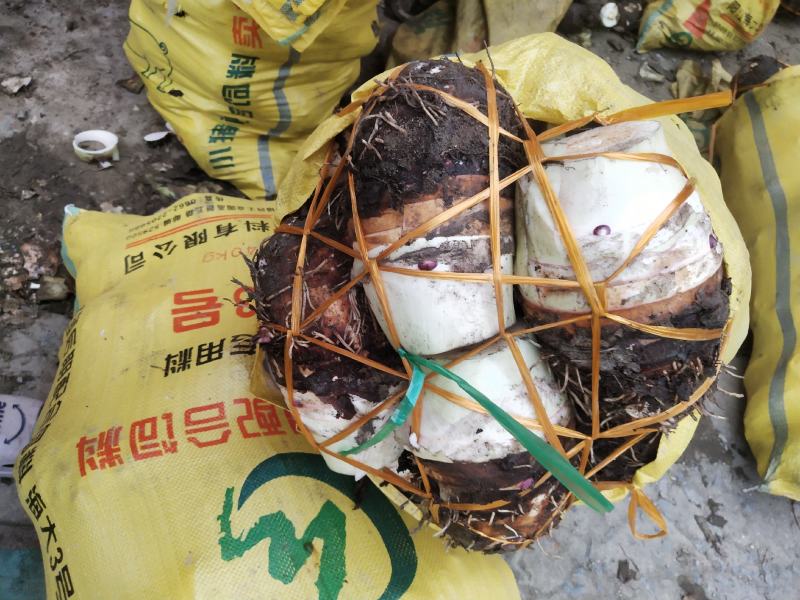 荔浦芋头大量上市欢迎新老客户采购质量保证一条龙服务