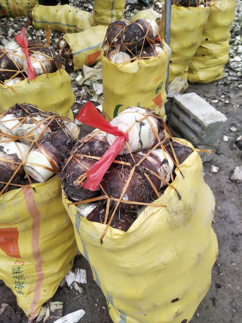 荔浦芋头大量上市欢迎新老客户采购质量保证一条龙服务