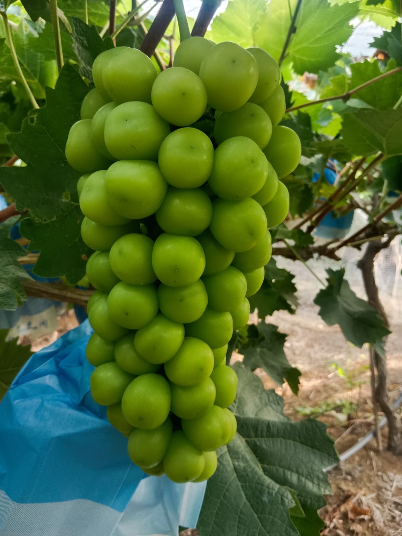 阳光玫瑰，大串大颗粒，硬度高