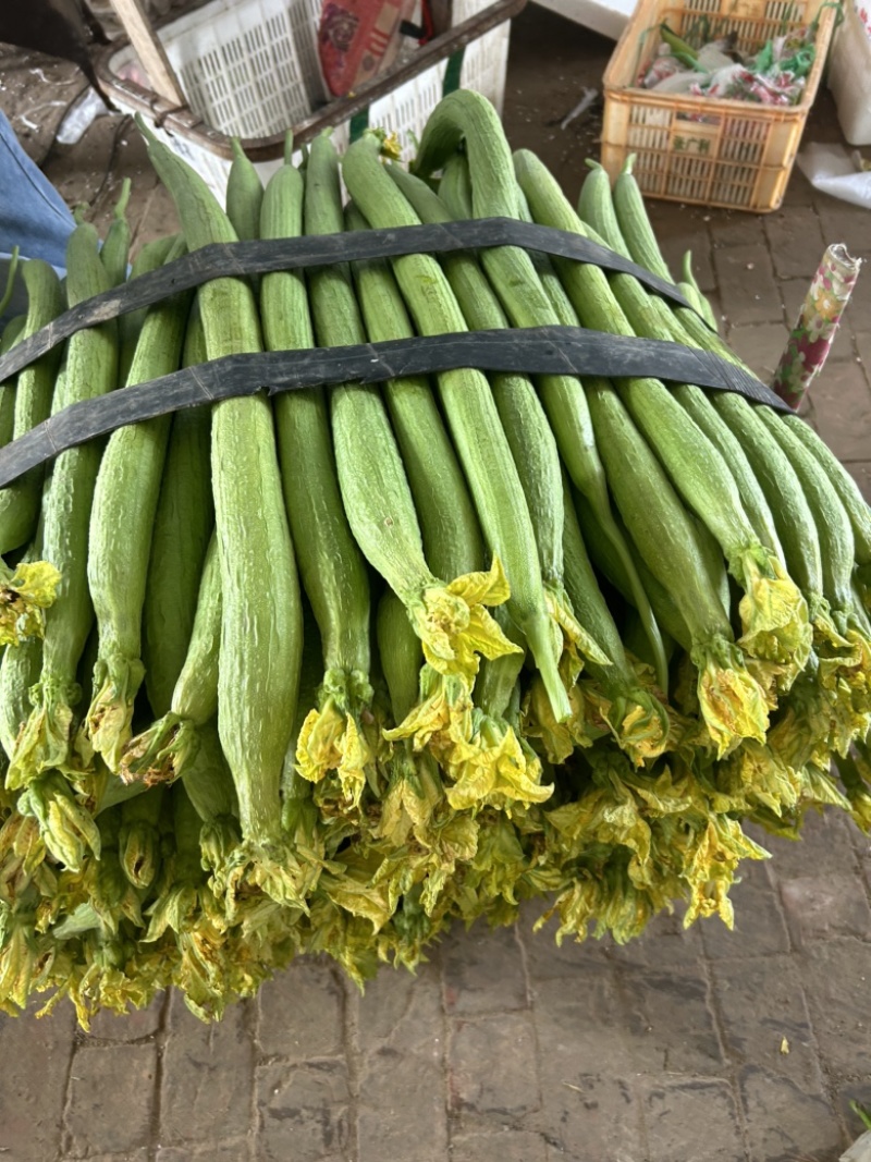 精品丝瓜己大量有货，基地直发，电商供货。