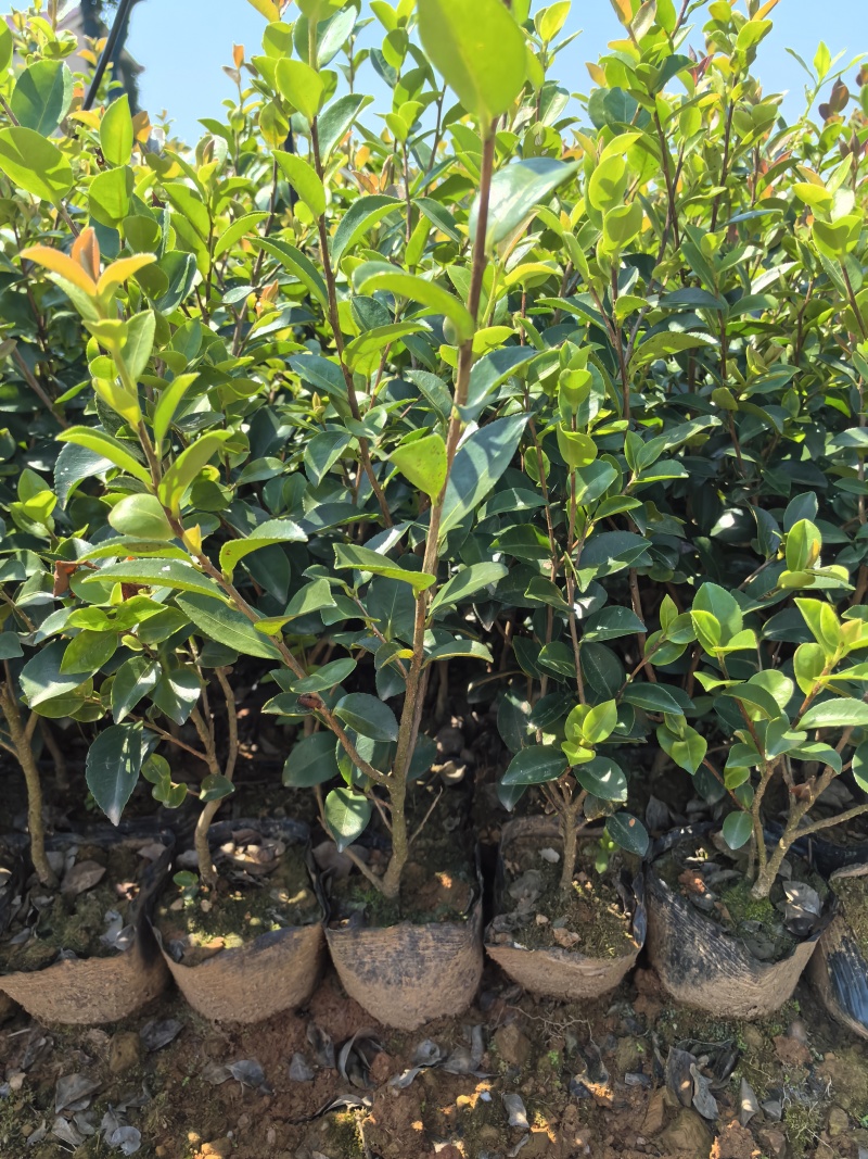 苗圃直供常绿耐寒茶梅杯苗茶梅地苗茶梅扦插芽苗耐修剪易成活