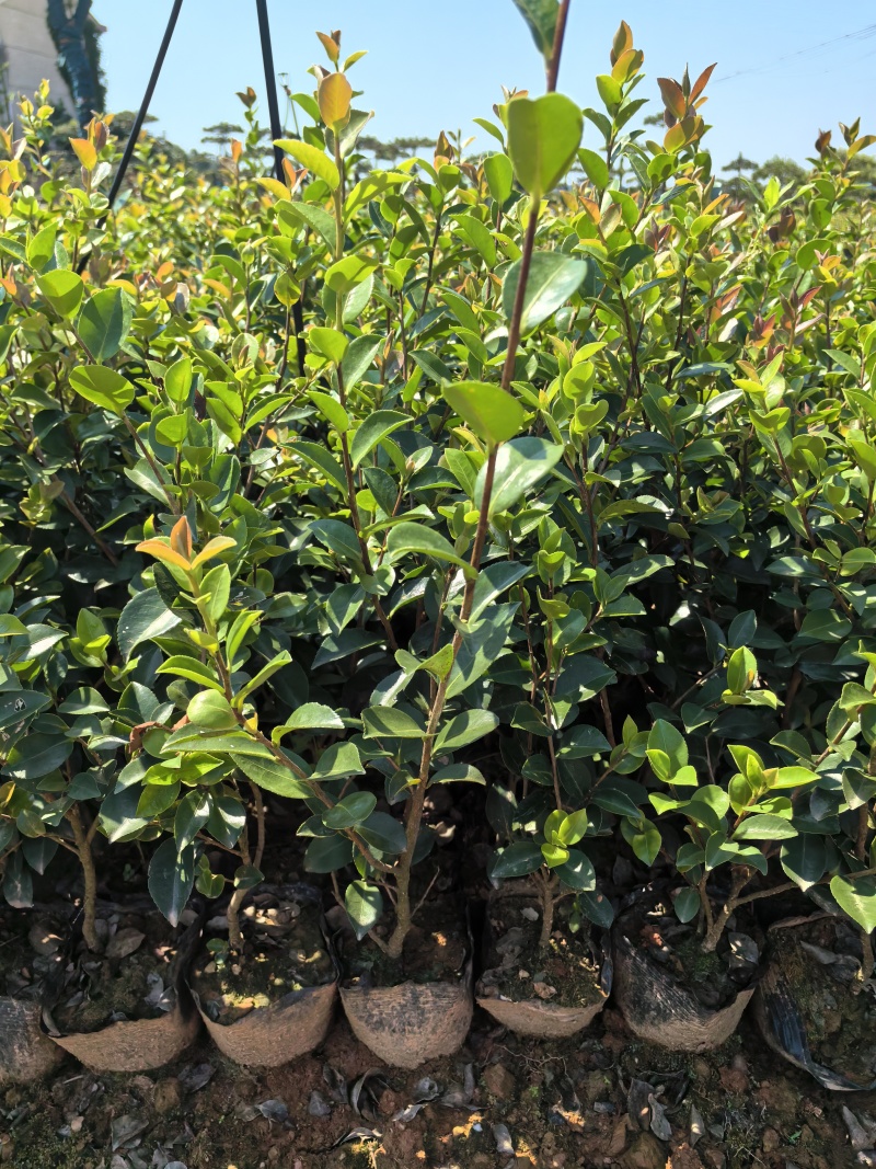 苗圃直供常绿耐寒茶梅杯苗茶梅地苗茶梅扦插芽苗耐修剪易成活