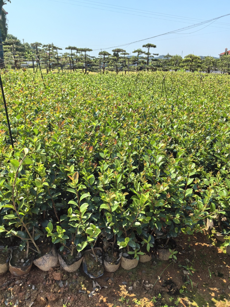 苗圃直供常绿耐寒茶梅杯苗茶梅地苗茶梅扦插芽苗耐修剪易成活